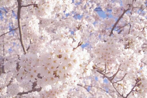 桜 桜,満開,一面の写真素材