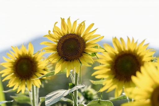 Photo, sunflower, summer, flower, 