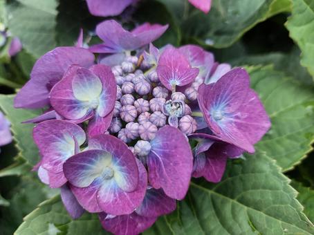 紫陽花 紫陽花の写真