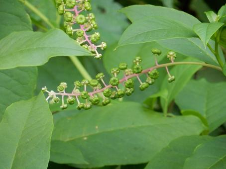 【植物写真】ヨウシュヤマゴボウ 【植物写真】ヨウシュヤマゴボウ ヨウシュヤマゴボウ,洋種山牛蒡,自然の写真素材