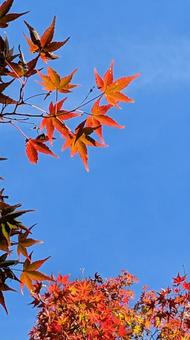 もみじ もみじ,紅葉,秋の写真素材