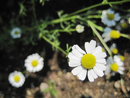 カモミール カモミールの写真