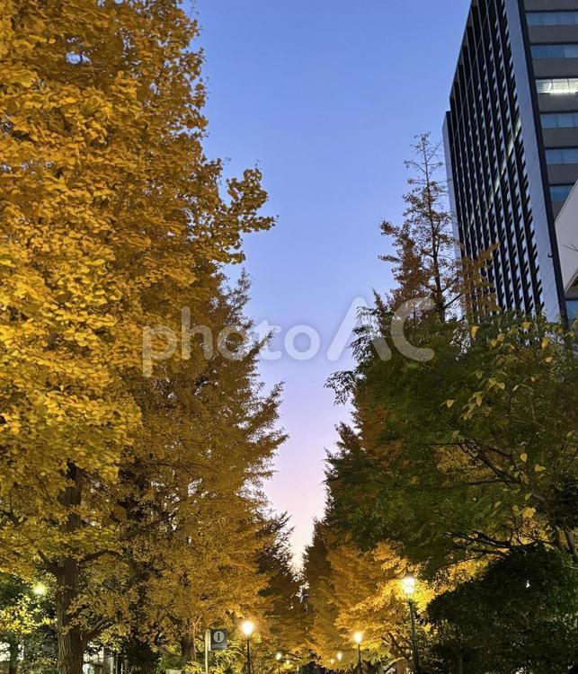 金色の街、帰り道 秋,銀杏,黄葉の写真素材