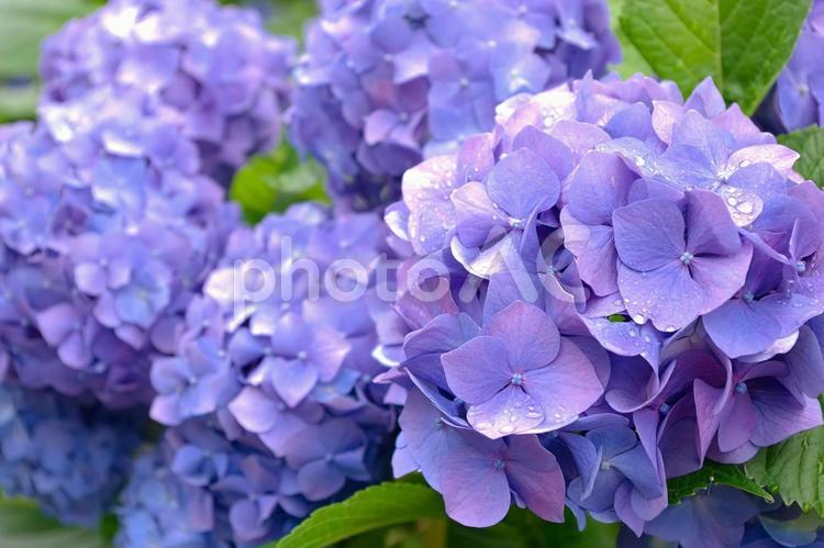 梅雨の季節に咲く紫の紫陽花 あじさい,アジサイ,花の写真素材