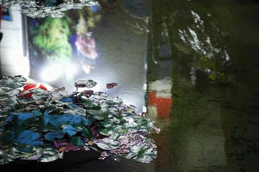 夜の水面に浮かぶ睡蓮の葉 睡蓮,水面,葉の写真素材