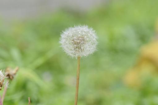 タンポポ タンポポの写真