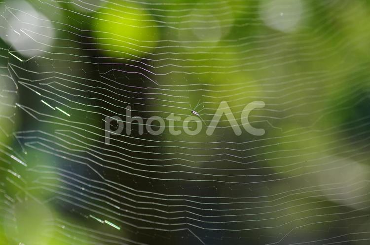 クモの巣の楽譜 クモの巣,糸,線の写真素材