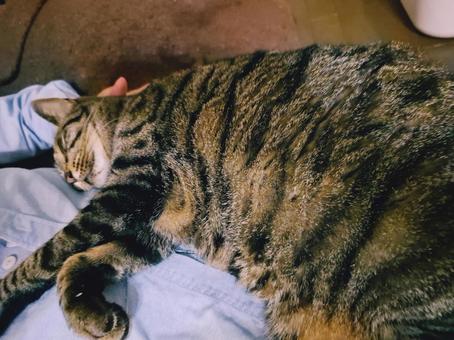 照片, 活物, 动物, 宠物, 