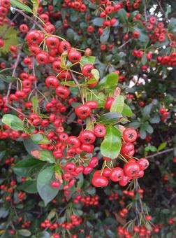 ピラカンサ（ピラカンサス） ピラカンサス,ピラカンサ,赤い実の写真素材