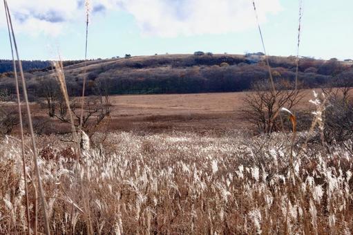 八島湿原 草原,高原,湿原の写真素材