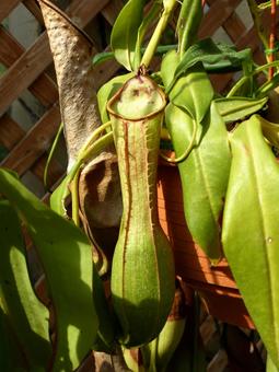 温室の一角でぶら下がるウツボカズラ ウツボカズラ,植物,食虫の写真素材