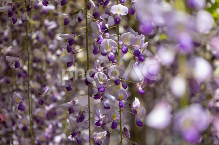 春日部藤花園の紫色の藤の花ボケ 藤花園,藤の花,密集の写真素材