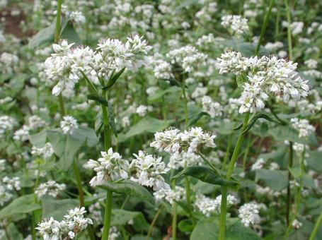 Buckwheat blooming scenery, JPG