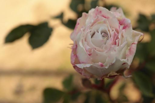 バラ園にて薔薇を撮影しました バラ園にて薔薇を撮影しました 花,薔薇,花びらの写真素材