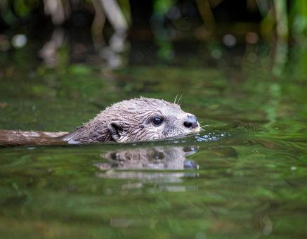 かわうそ かわうその写真
