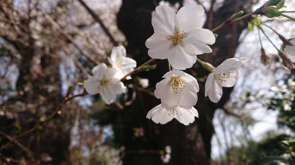 Photo, cherry blossoms, sakura, cherryblossoms, 
