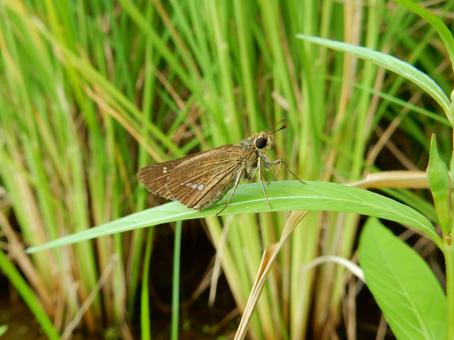 【昆虫写真】イチモンジセセリ 【昆虫写真】イチモンジセセリ イチモンジセセリ,一文字挵,昆虫の写真素材