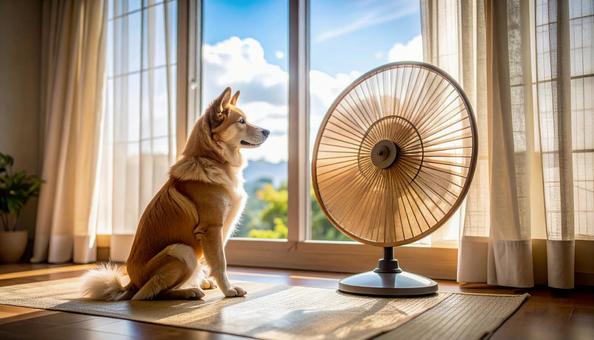 暑い日に扇風機の風で涼む犬 暑い日に扇風機の風で涼む犬の写真