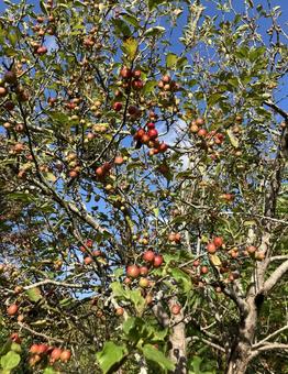 クラブアップル 姫リンゴ,街路樹,落葉樹の写真素材
