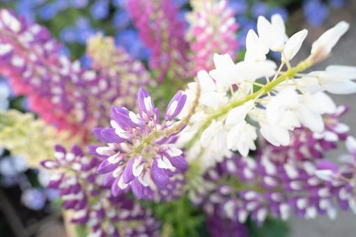 真上にまっすぐ咲くルピナスの花 真上にまっすぐ咲くルピナスの花の写真