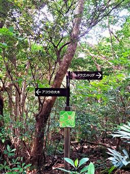 道しるべ　奄美自然観察の森 ドラゴントリデ,森,山の写真素材
