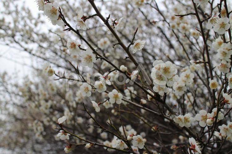 庭の梅花　その８ 梅,春,花の写真素材