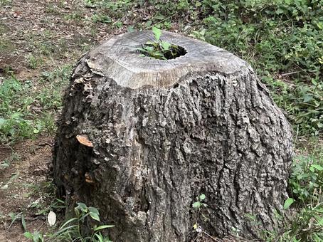 切り株 切り株,切りかぶ,葉っぱの写真素材