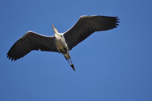 Grey heron spreading its wings, JPG