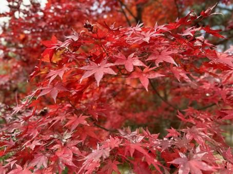 Bright red maple leaves 3, JPG Bright red maple leaves 3, JPG