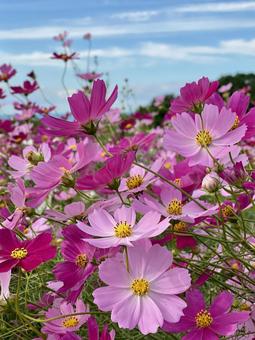 コスモスの花 コスモスの花 のこのしまアイランドパーク,コスモス,秋桜の写真素材