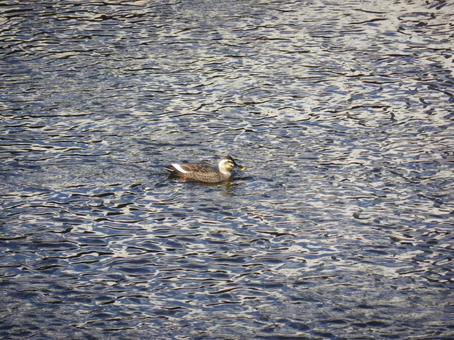 A duck swimming leisurely on the surface of a river in the suburbs, JPG A duck swimming leisurely on the surface of a river in the suburbs, JPG