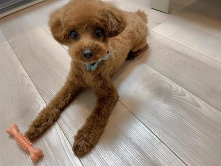 トイプードル トイプードル,犬,小型犬の写真素材