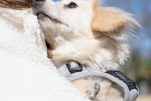 飼い主に甘える白い犬 飼い主に甘える白い犬の写真