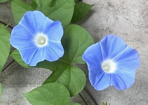 朝顔 朝顔,花,青いの写真素材