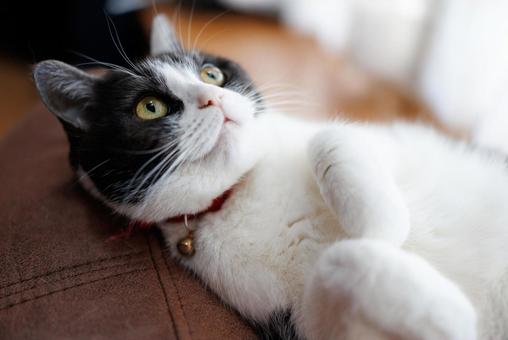 上を見る猫 上を見る猫 上を見る猫,猫,ねこの写真素材