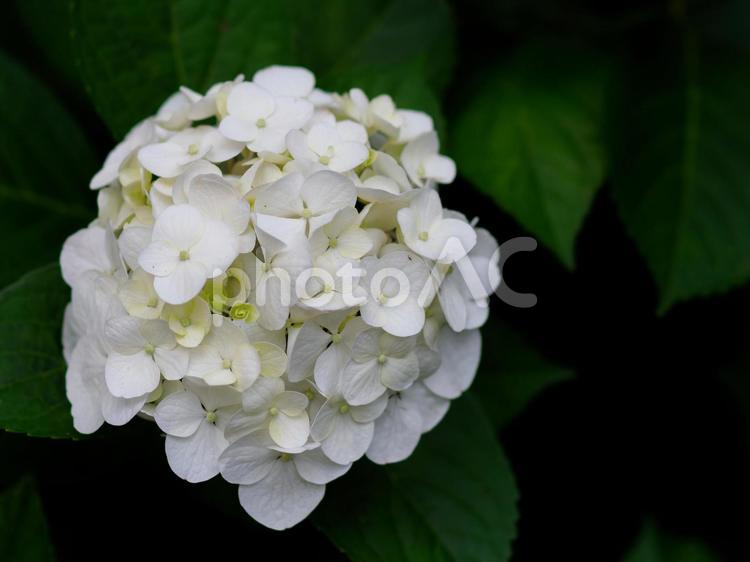 庭園に咲くアジサイ 紫陽花,アジサイ,花の写真素材