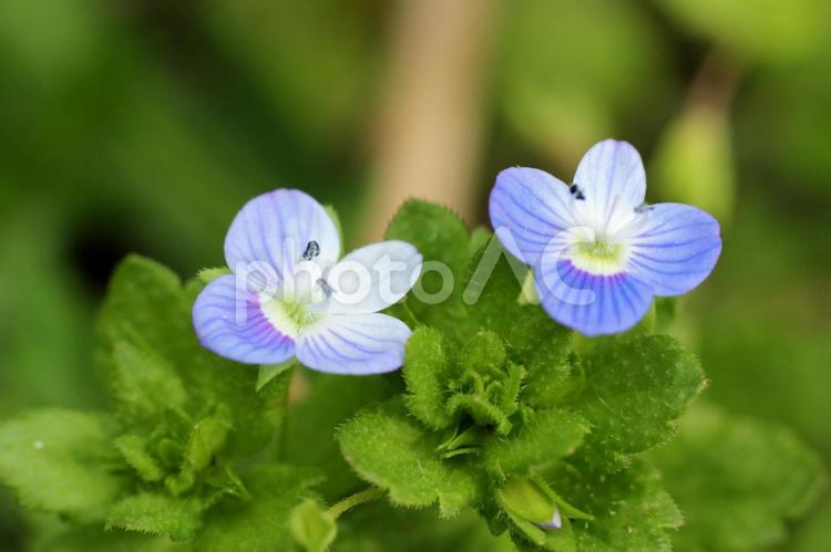 オオイヌノフグリ1 オオイヌノフグリ,青紫,花の写真素材