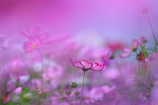 Fantastic Cosmos-1, JPG