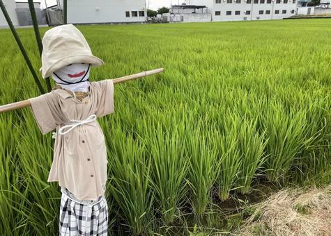 田んぼ かかし 田んぼ かかし かかし,田んぼ,畑の写真素材