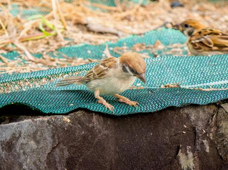 地面を歩くスズメ 地面を歩くスズメ スズメ,雀,鳥の写真素材