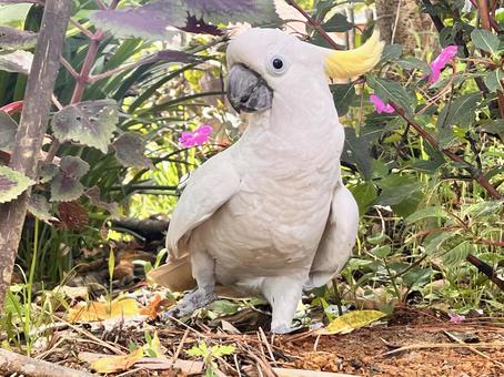 アオメキバタン アオメキバタン アオメキバタン,野鳥,オウムの写真素材