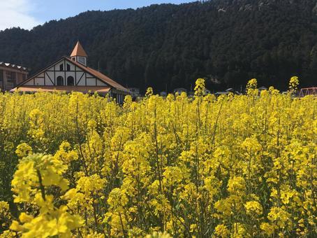 菜の花畑 菜の花畑の写真