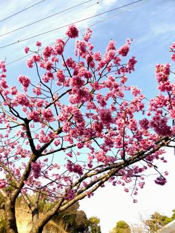 郊外の公園に咲くカンヒザクラ 郊外の公園に咲くカンヒザクラ カンヒザクラ,花,木の写真素材