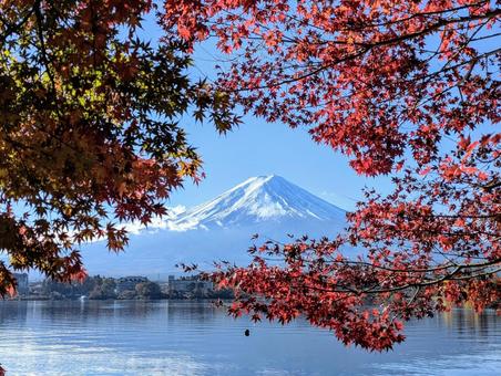 モミジの小窓に映す富士 モミジの小窓に映す富士 富士山,秋,紅葉の写真素材