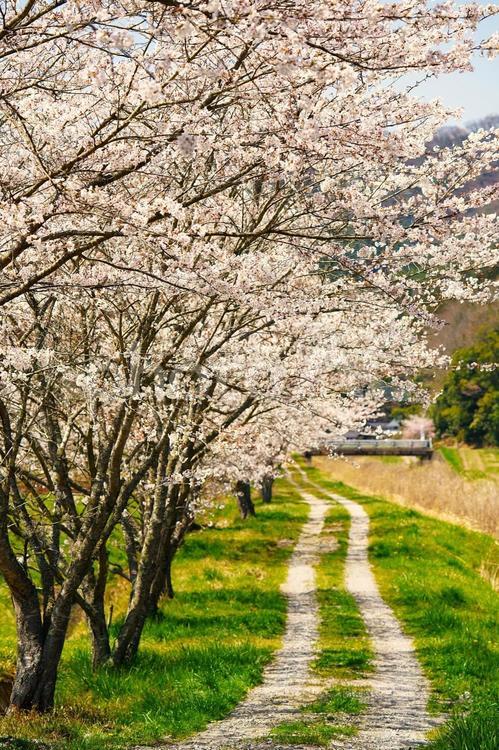 桜の在る風景 春,桜,のどかの写真素材