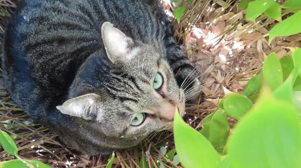 笹の植込みで休憩しているカメラ目線の猫 猫,キジトラ,カメラ目線の写真素材