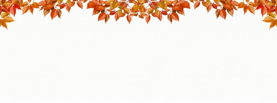 白背景に秋の紅葉の葉のフレーム 紅葉,もみじ,葉の写真素材
