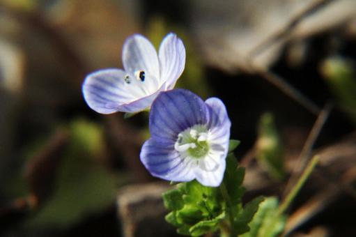 Photo, ooouinunnguri, close-up, spring wildflowers, 