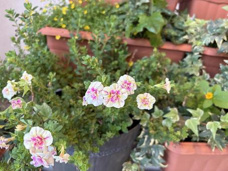ピンクと黄色の寄せ植えガーデン ピンクと黄色の寄せ植えガーデンの写真