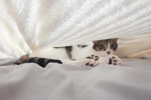 タオルケットの中の猫_05 タオルケットの中の猫_05の写真